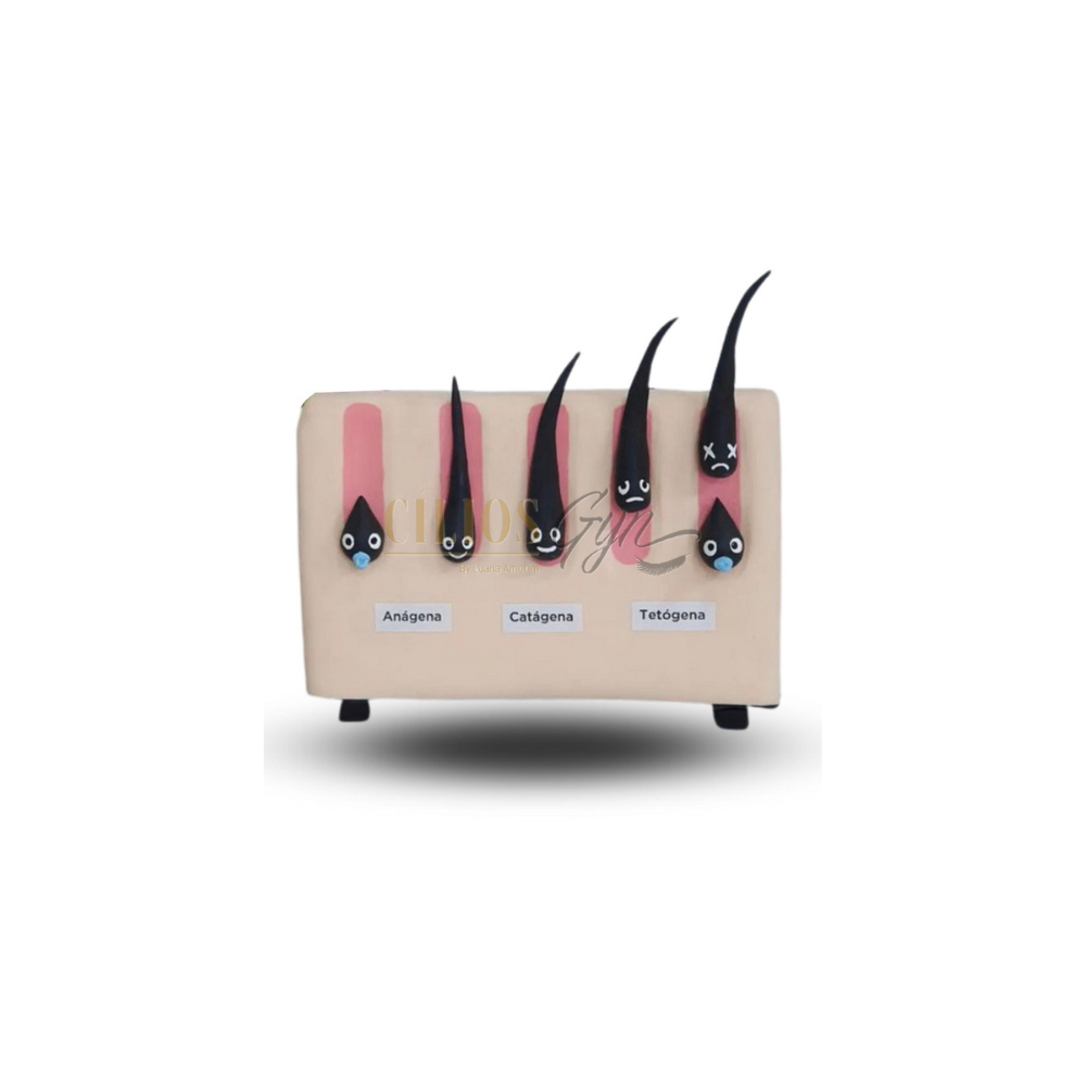 MAQUETE CICLO DE VIDA DOS CILIOS